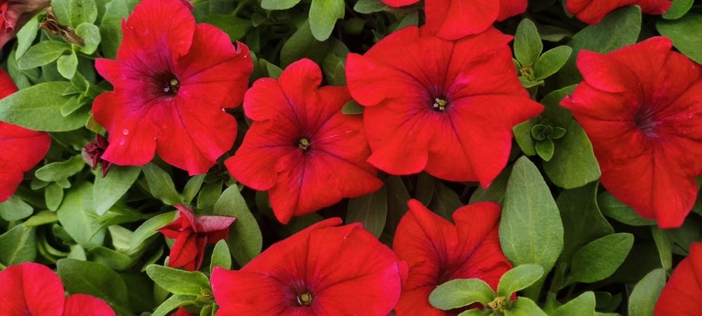 Петунія квіти,розсада