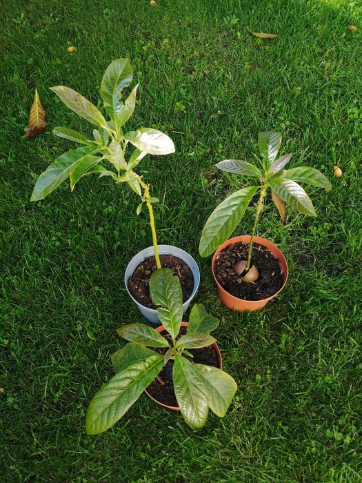 Abacateiros, árvores.