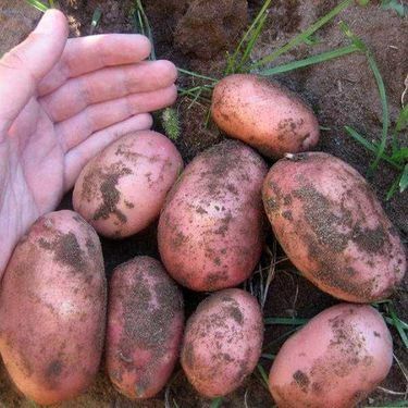 Продам дрібну  картоплю 2 грн