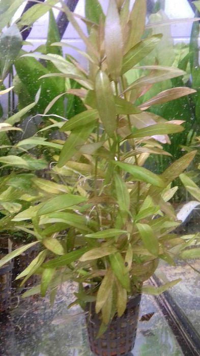 Hygrophila Polysperma - Nadwódka Wielonasienna