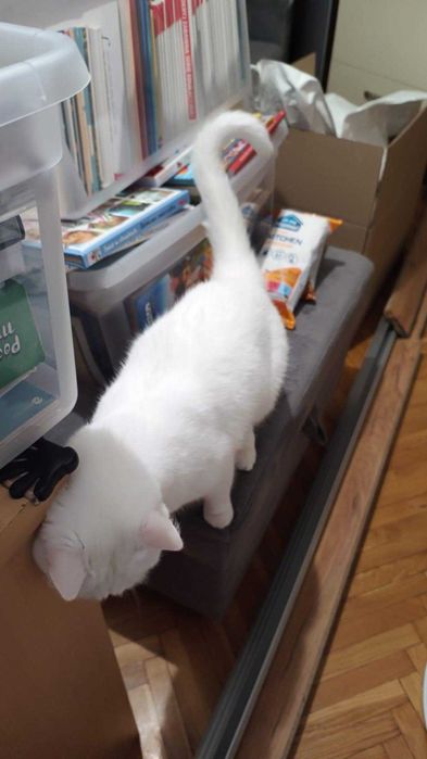 Oddam w dobre ręce kotka kociczka wysterylizowana niewychodząca