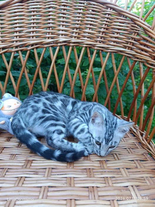 Бенгальский котик серебро