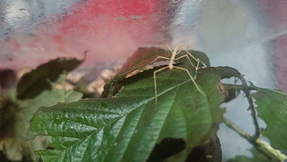 Oddam pilnie małe patyczaki nie wysyłam