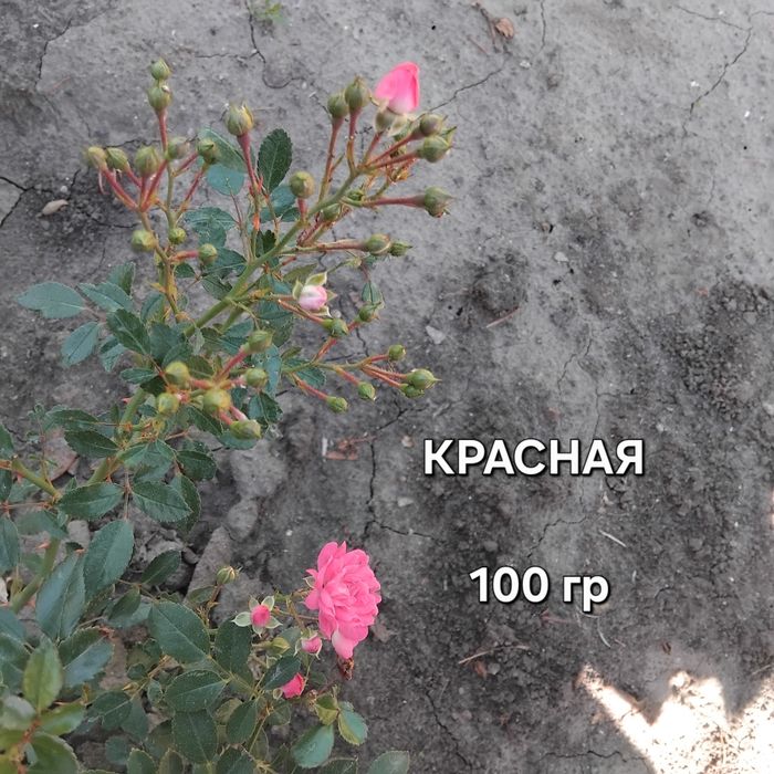 РОЗА ФЕЙРИ, на собственных корнях,