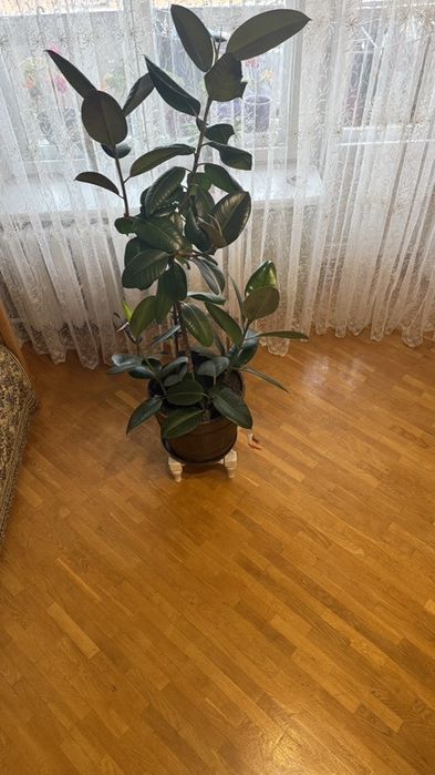Фікус еластіка абіджан
