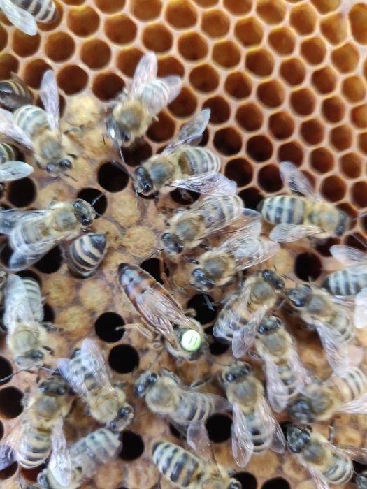 Плодные меченые матки породы Карника Пешец (Peschetz)