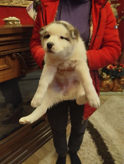 Продам щенят Алабая