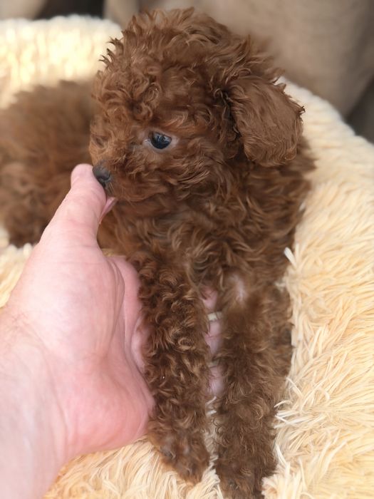 Той-пудель тікап (мікро) китай