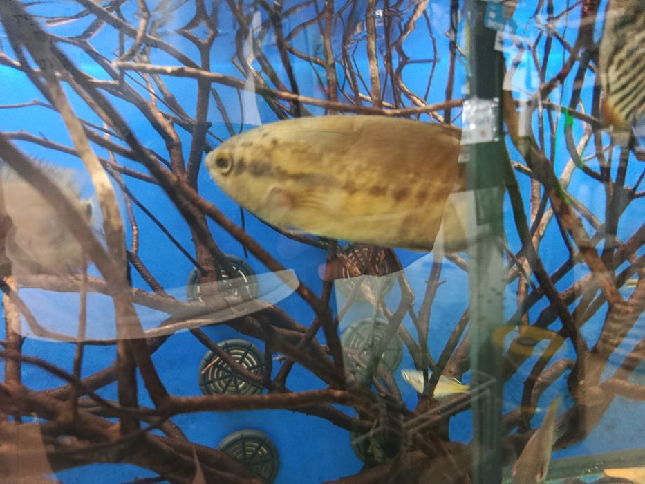 Gourami snakeskin