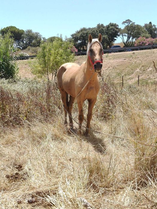 Cavalo palomino 7anos