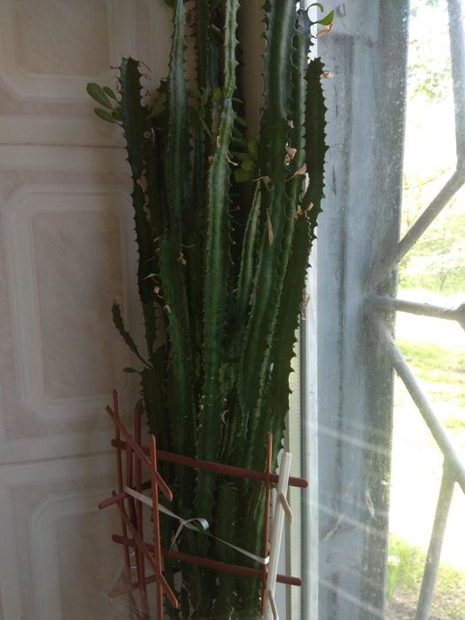 Молочай трехгранный