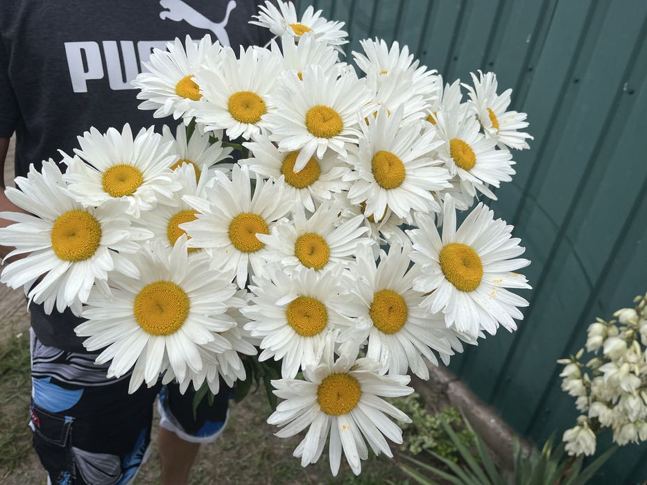 Ромашка Королівська великоквіткова