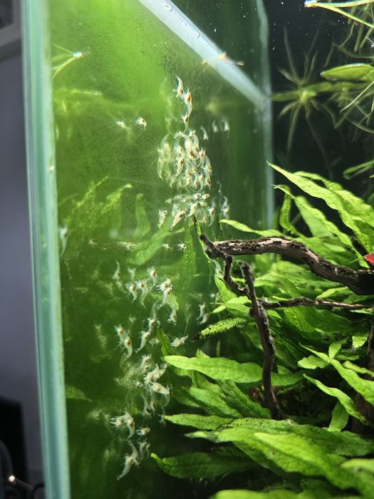 Krewetki white pearl - neocaridina - odbiór osobisty