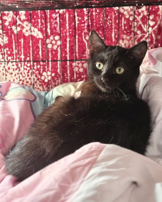 Piękne kociaki szukają domów