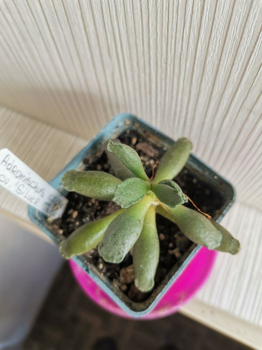 Суккулент адромискус