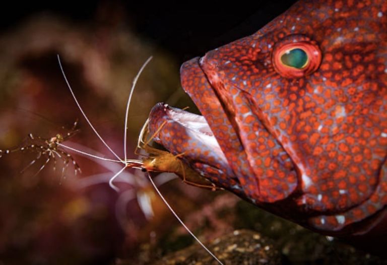 Krewetka Czyszcząca Lysmata Amboinensis M Akwarium Morskie WYSYŁKA!