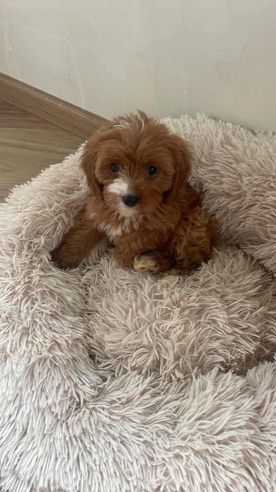 Pudel& Cavalier & Cavapoo