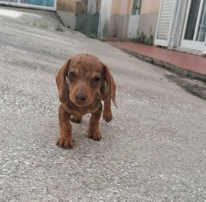 Maravilhosa Fêmea Teckel mini
