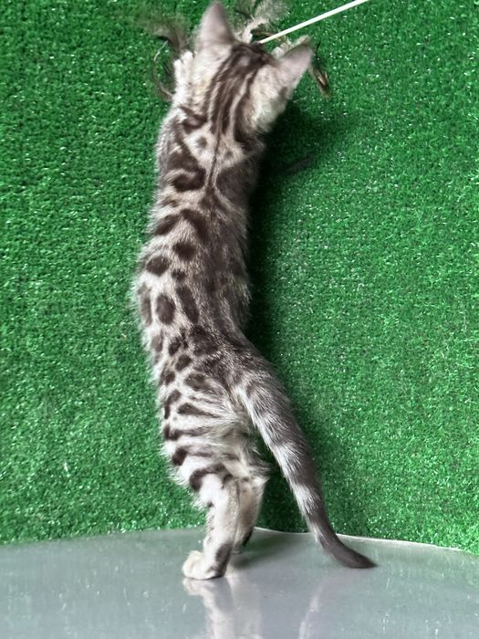 Продам девочку бенгалку