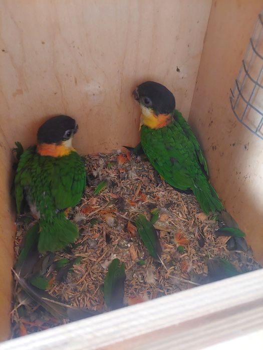 Marianinhas cabeça preta