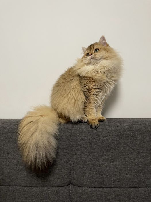 Вʼязка кіт, вязка кот, британець, золота шиншила