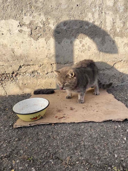 Отдам серого вискасного кота