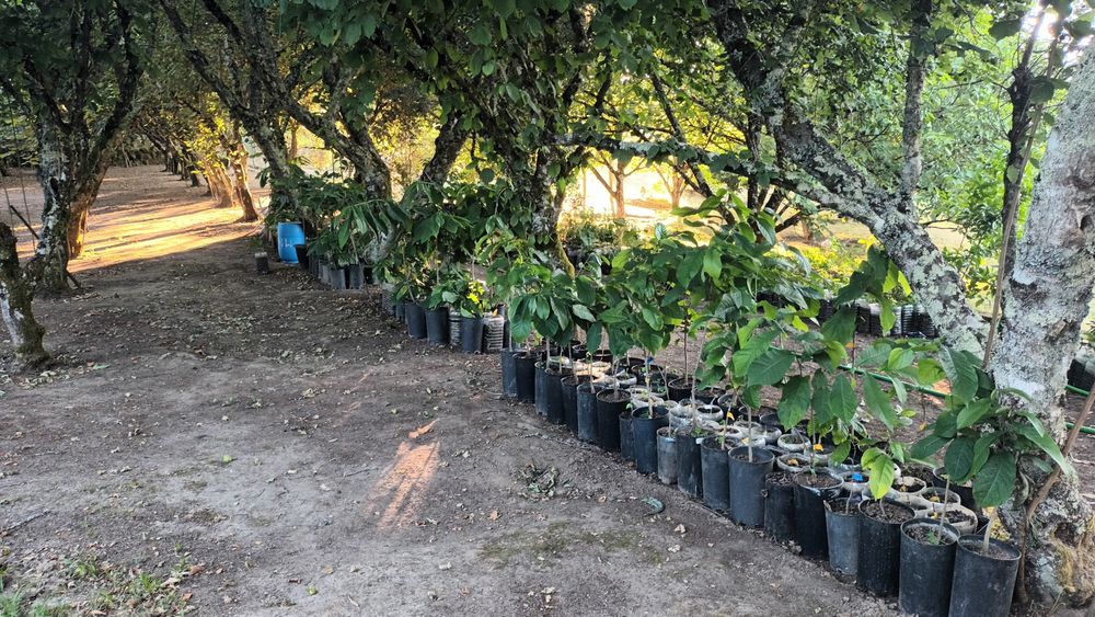 Asimina Triloba (Paw Paw) – Única árvore tropical que resiste ao Frio!