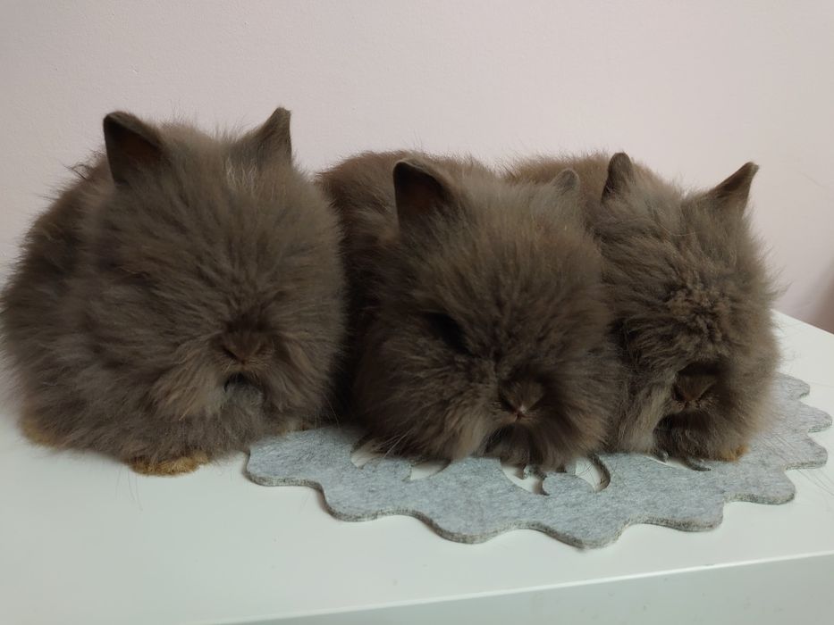 Króliki Karzełki Teddy