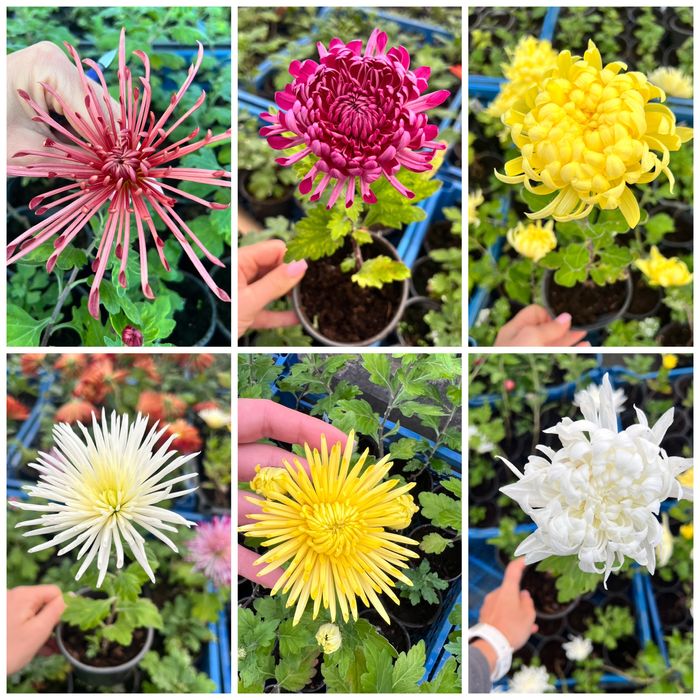 Хризантема горшкова великоквіткова