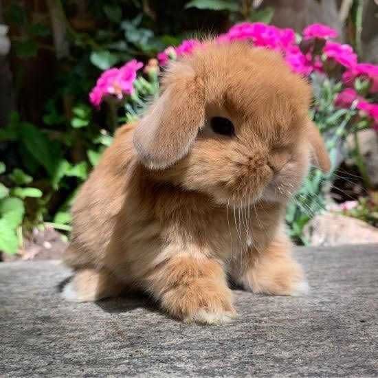 Coelhos anões teddy, mini hôlandes e mini toy muito fofos