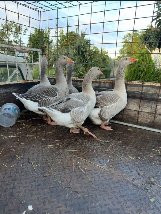 Compro Patos gansos