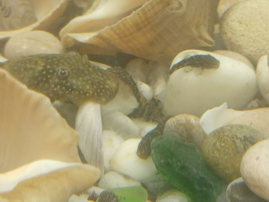 Сомик анцитрус мальки