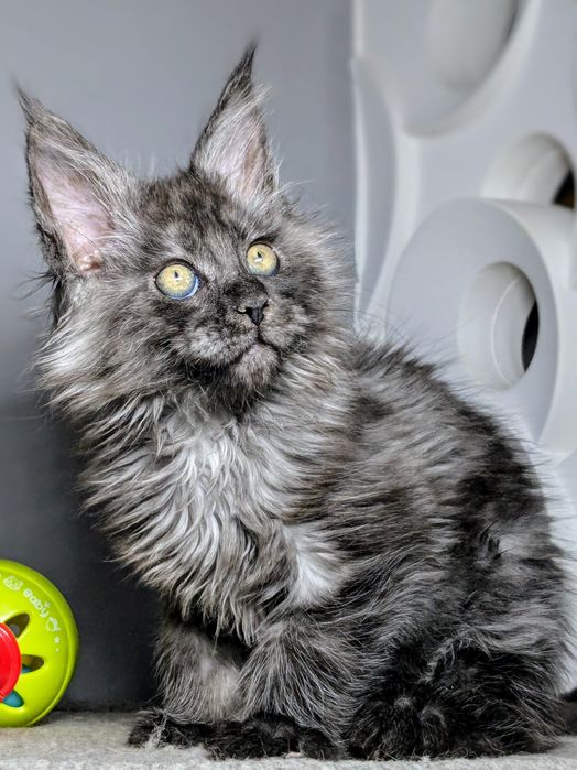 Мейн-кун, розплідник