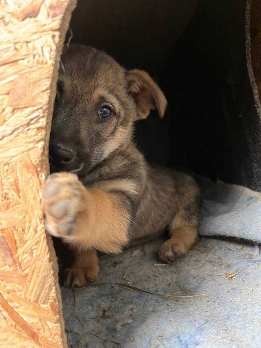 Крихітна дівчинка, 3 місяці, шукає родину!
