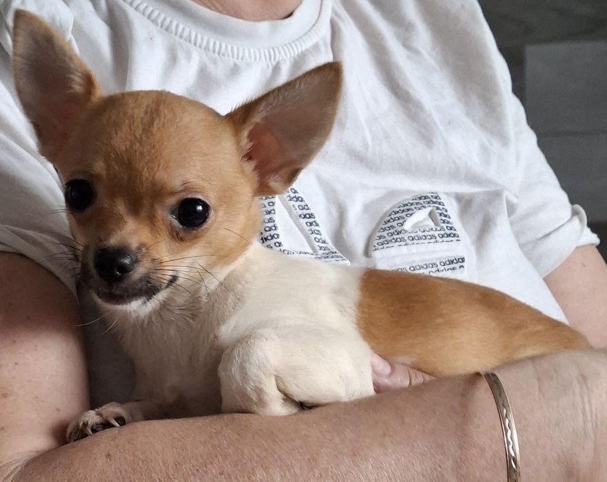 Chihuahua suka krótkowłosa