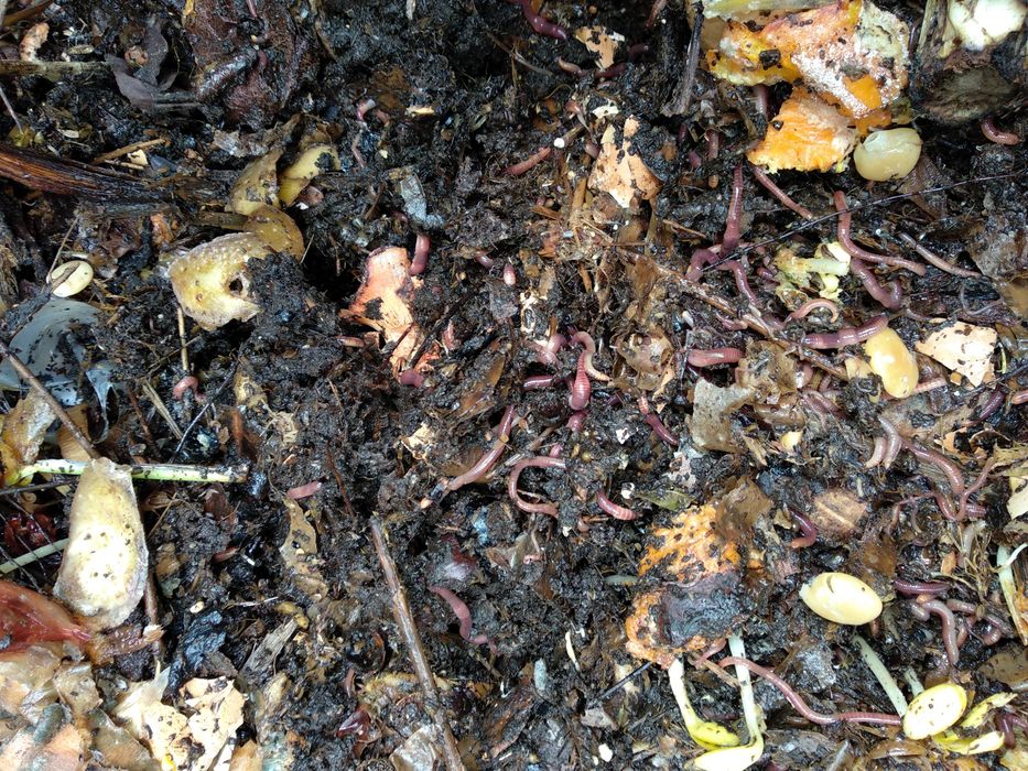 Earthworms for Composting426336448949800961
