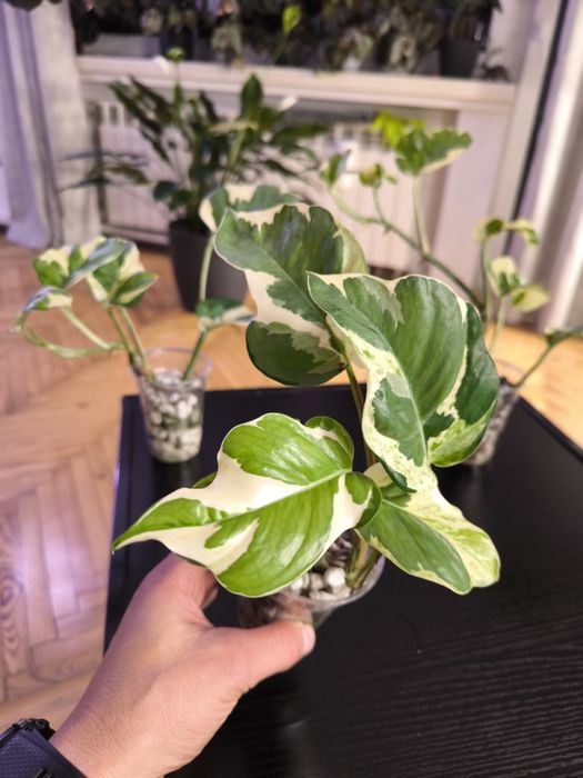 Epipremnum mutation