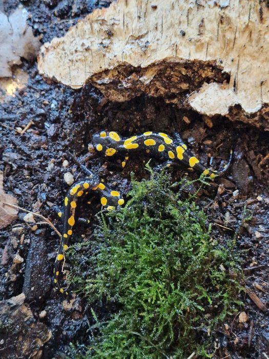 RARYTAS Salamandra algira tingitana CB25 5cm (Beni Arous, Maroko)