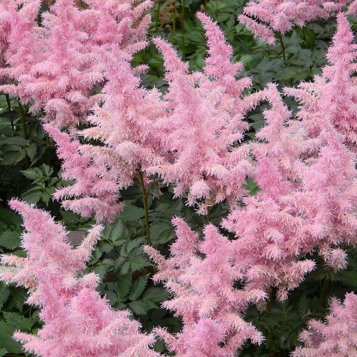 Sadzonka Tawułka bylina okazja