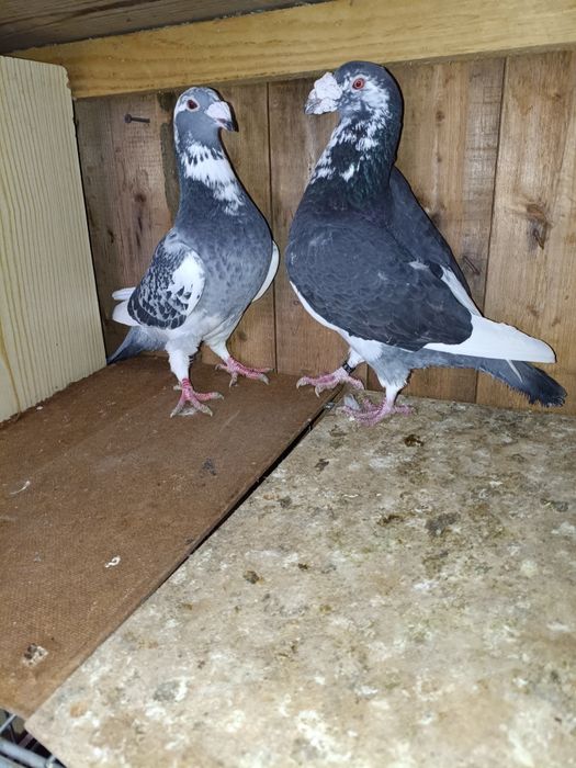 Golebie staropolskie