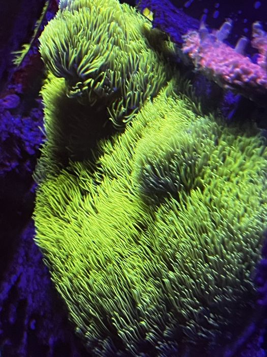 Koralowiec Briareum ultra fluo koraliwiec miekki