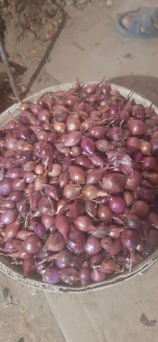 Продам свой лук севок