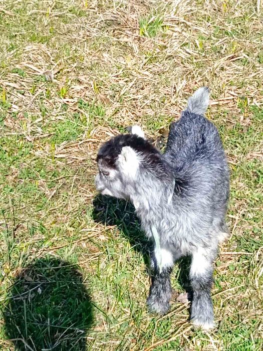 Продам цапи