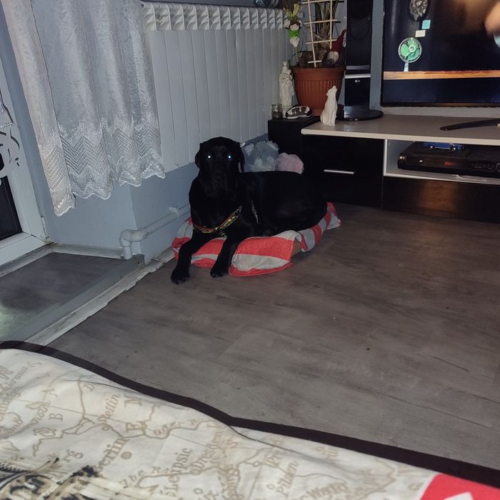 Oddam suczkę labrador