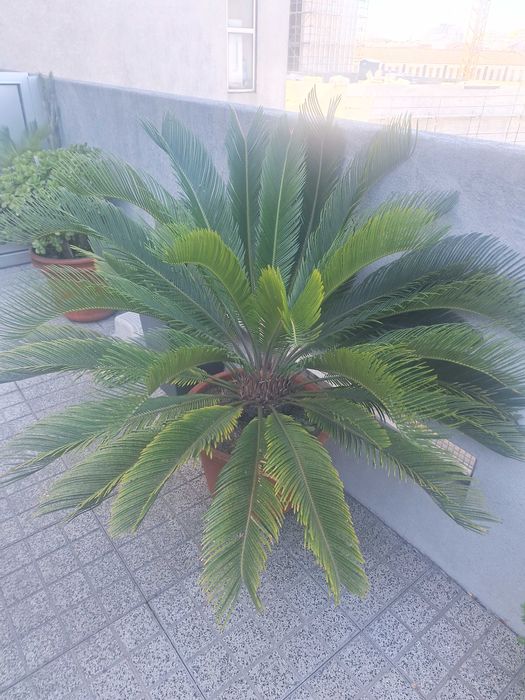 Plantas variadas