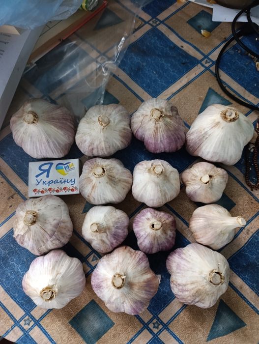 Часник Любаша, морква та цибуля, картопля, бурякдомашні