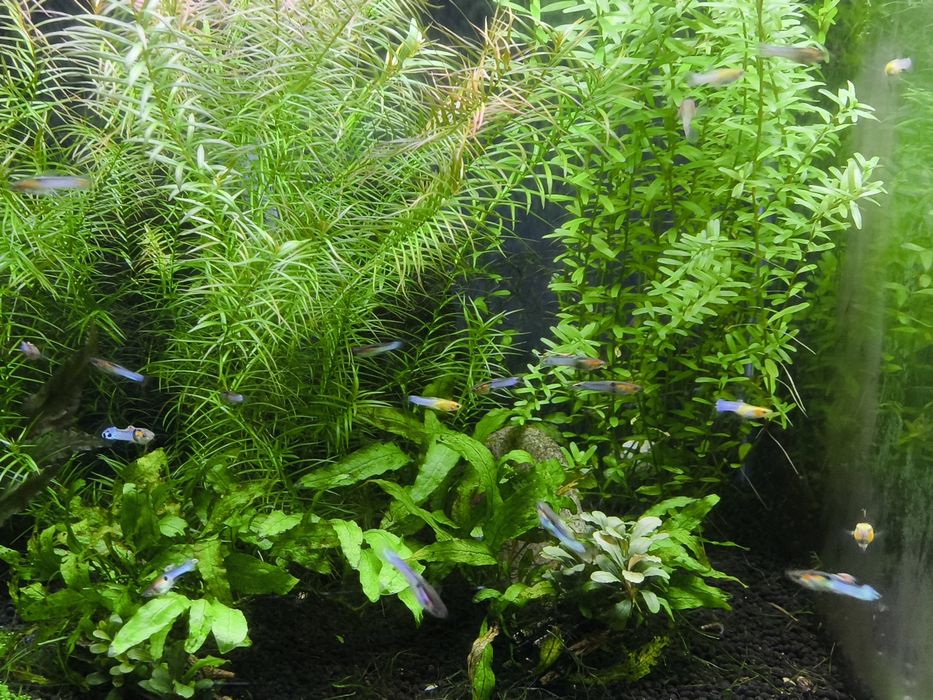 Guppies Endler (Black Bar e Blue Japan)