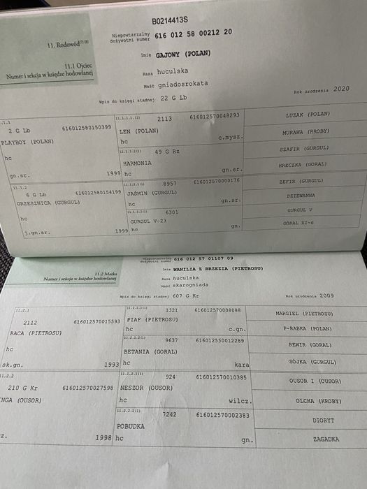 Ogier Hucuł Walientte Programowy