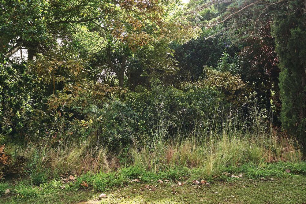 Serviço de limpeza de terrenos