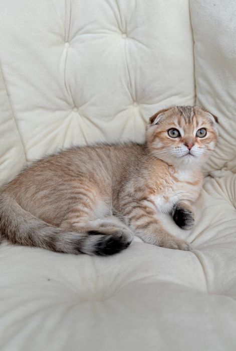 Золотий висловухий шотландський котик, кошеня, з документами